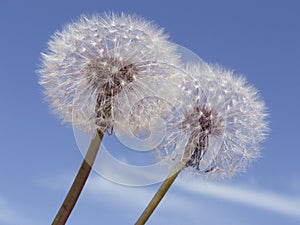 Dandelions