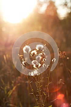 Dandelions under sun rays