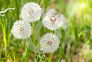 Dandelions under sun rays.