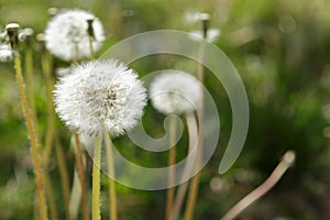 Dandelions and Weeds in Spring