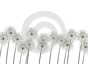 Dandelions on white background