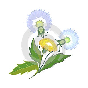 Dandelions on a white background