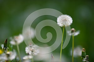 Dandelions