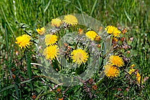 Dandelions in the wild