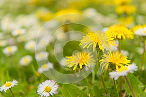 Dandelions in a wildflower field.