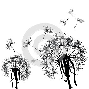 Dandelions in the wind