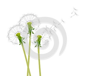 Dandelions in the wind