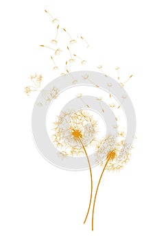 Dandelions and Wind - vector