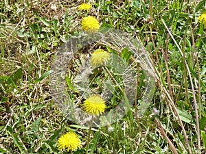 Dandelions