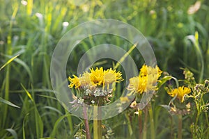 Dandelions yellow on the field during the evening sunset photo