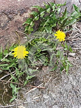 Dandelions with yellow flowers and green leaves grow on the pavement and asphalt. Life force concept