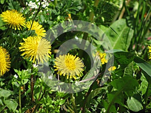Dandelions
