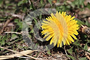 Dandelionï¼ˆTaraxacum mongolicum Hand.-Mazzï¼‰