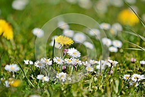 Dandellion and Bellis perennis daisy bruisewort, woundwort meadow photo
