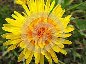 Dandelion flower. Naturist medicine. Macro photo