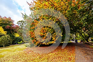 Dandenong Ranges Botanic Garden in Olinda Australia