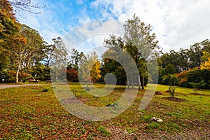 Dandenong Ranges Botanic Garden in Olinda Australia