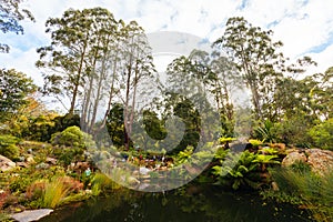 Dandenong Ranges Botanic Garden in Olinda Australia