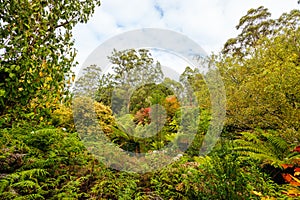 Dandenong Ranges Botanic Garden in Olinda Australia