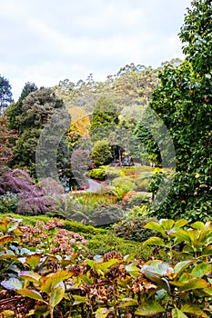 Dandenong Ranges Botanic Garden in Olinda Australia