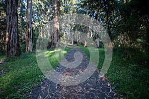 Dandenong Ranges walking track