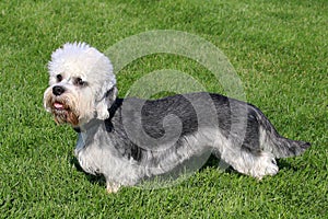 Dandie Dinmont Terrier on a green grass lawn