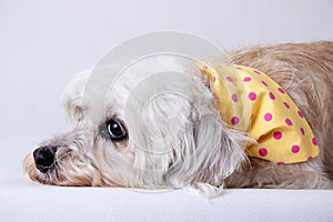 Dandie Dinmont Terrier isolated on white backdrop