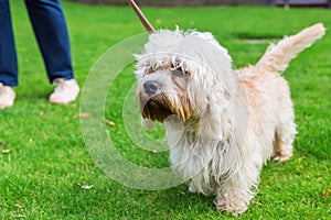 Dandie Dinmont Terrier at the leash