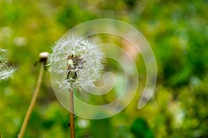 Dandilion