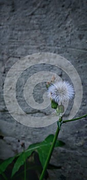 A dandilion