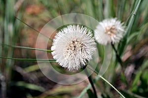 Dandilion