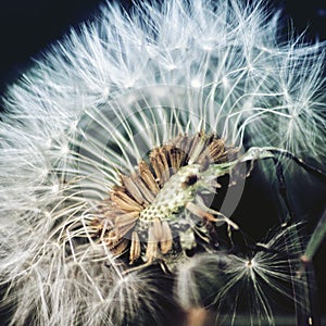 Dandilion in bloom