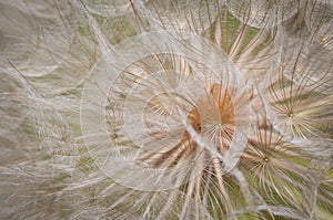 Dandilion Fluff