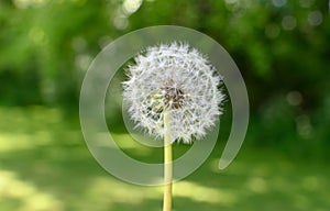 Dandilion in front of a blurred background