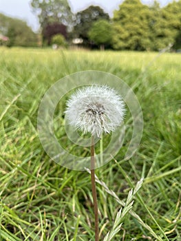 A dandilion plant ready for wind-aided seed dispersal.