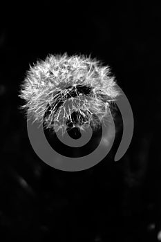 Dandilion Puff