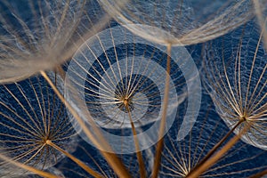 Dandilion seeds against a blue background