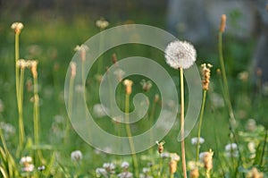 Dandilion in sunlight