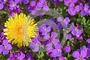 Dandilion and violets