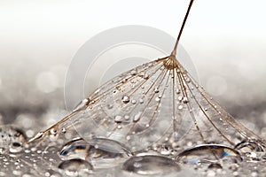 Dandilion on wet surface