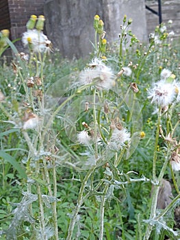 Dandilions in the field