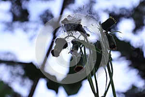 dandillion flowers with flowers arranged like thin feathers