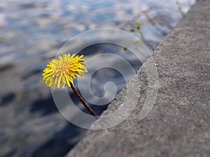 Dandlion flower breaking through concrete, thirst for life concept