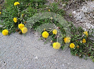 Dandy dandilions