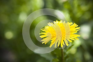 Dandy Lion Bloom in Garden photo