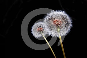 Dandy Lion Flowers photo