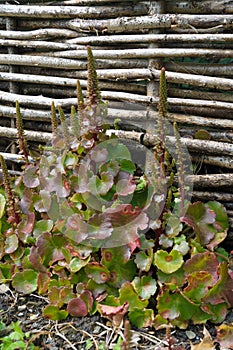 Dandy growing in springtime near Restronguet Creek, Mylor Bridge, Falmouth, Cornwall photo