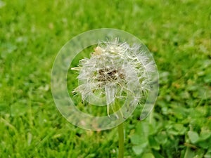 Dandylion