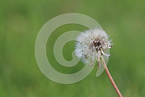 Dandylion with an out of focus green background