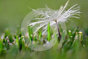 Dandylion Seed In Green Grass